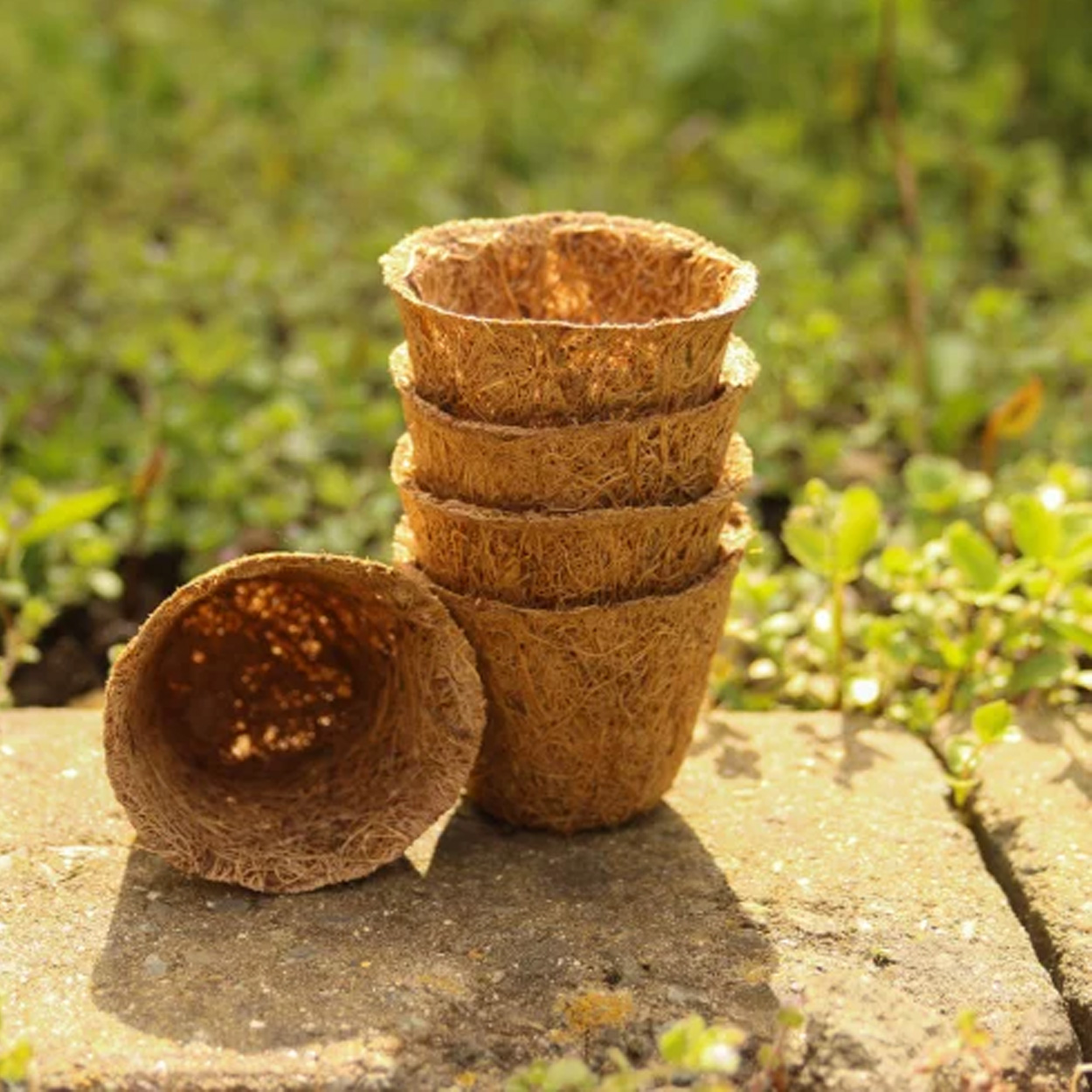 Coir Pot - Image 2